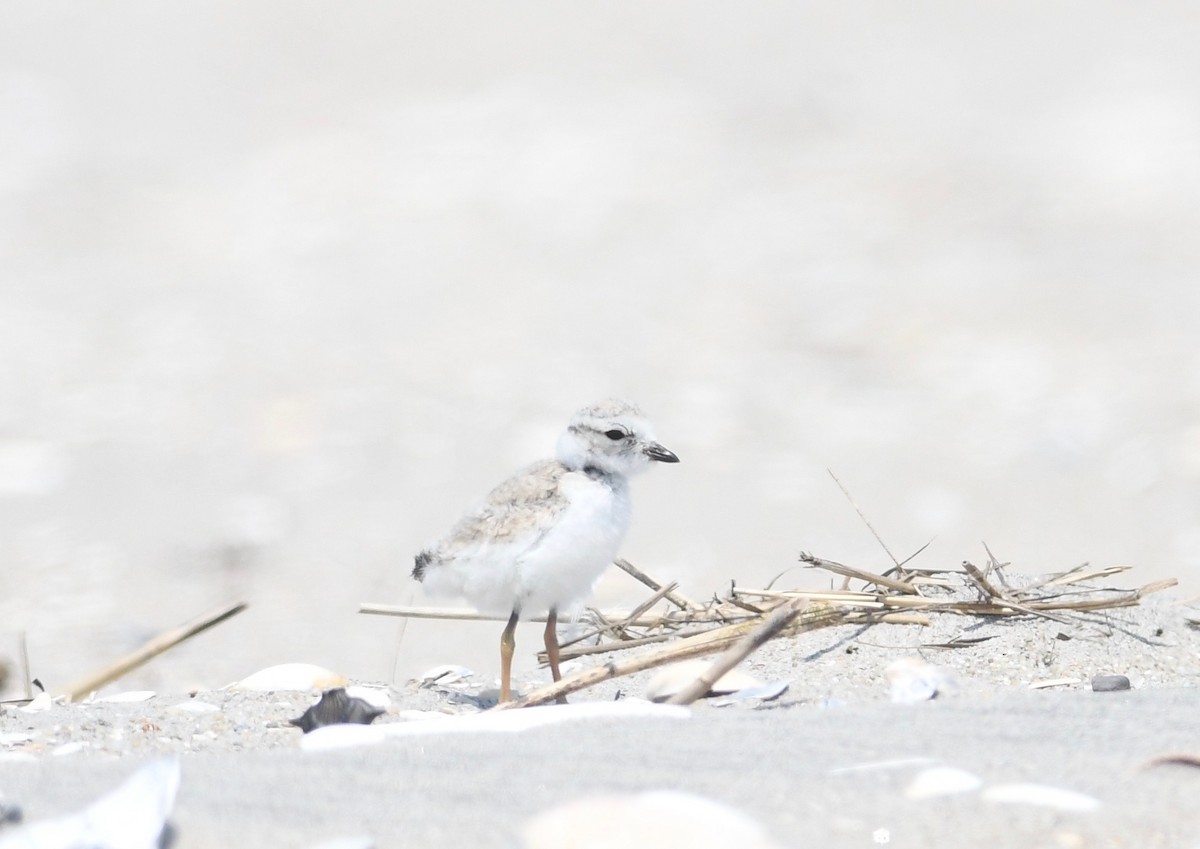 Piping Plover - Peter Paul