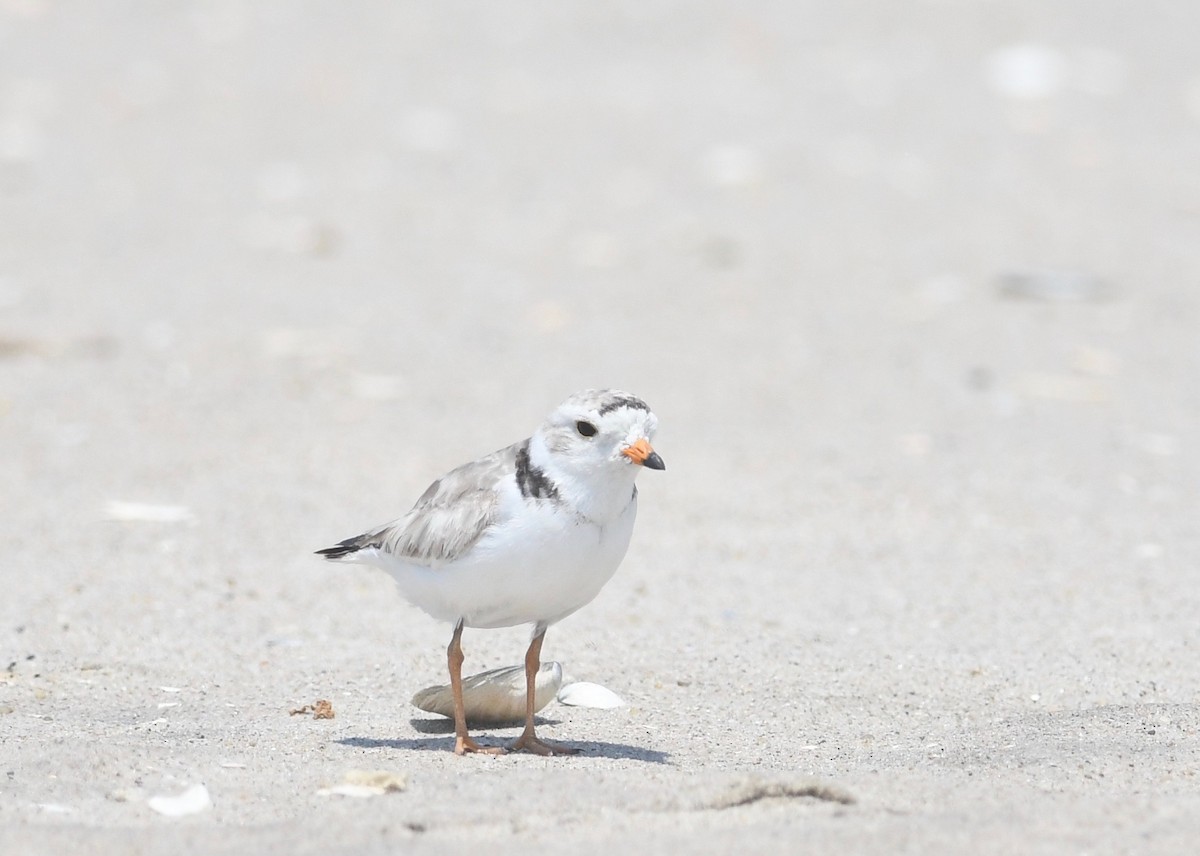 Piping Plover - Peter Paul