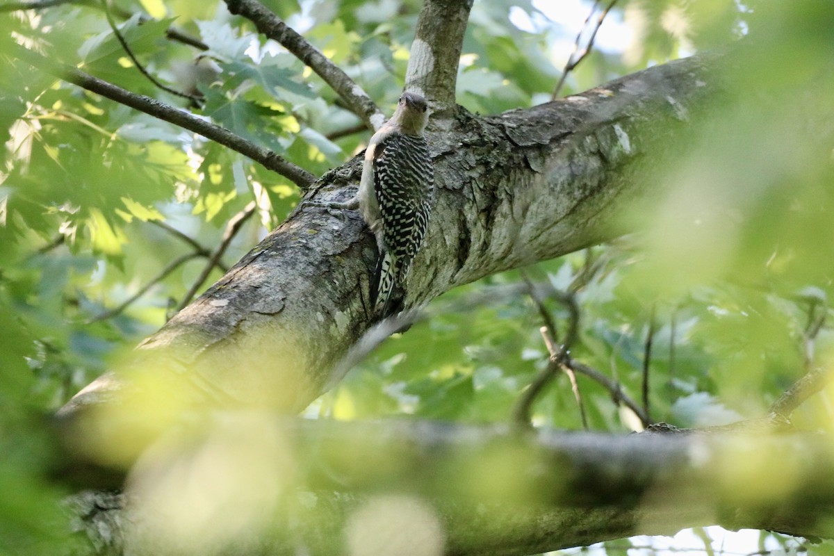 Red-bellied Woodpecker - ML620586962