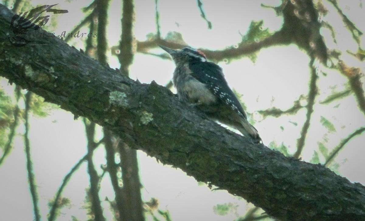 Hairy Woodpecker - ML620586964