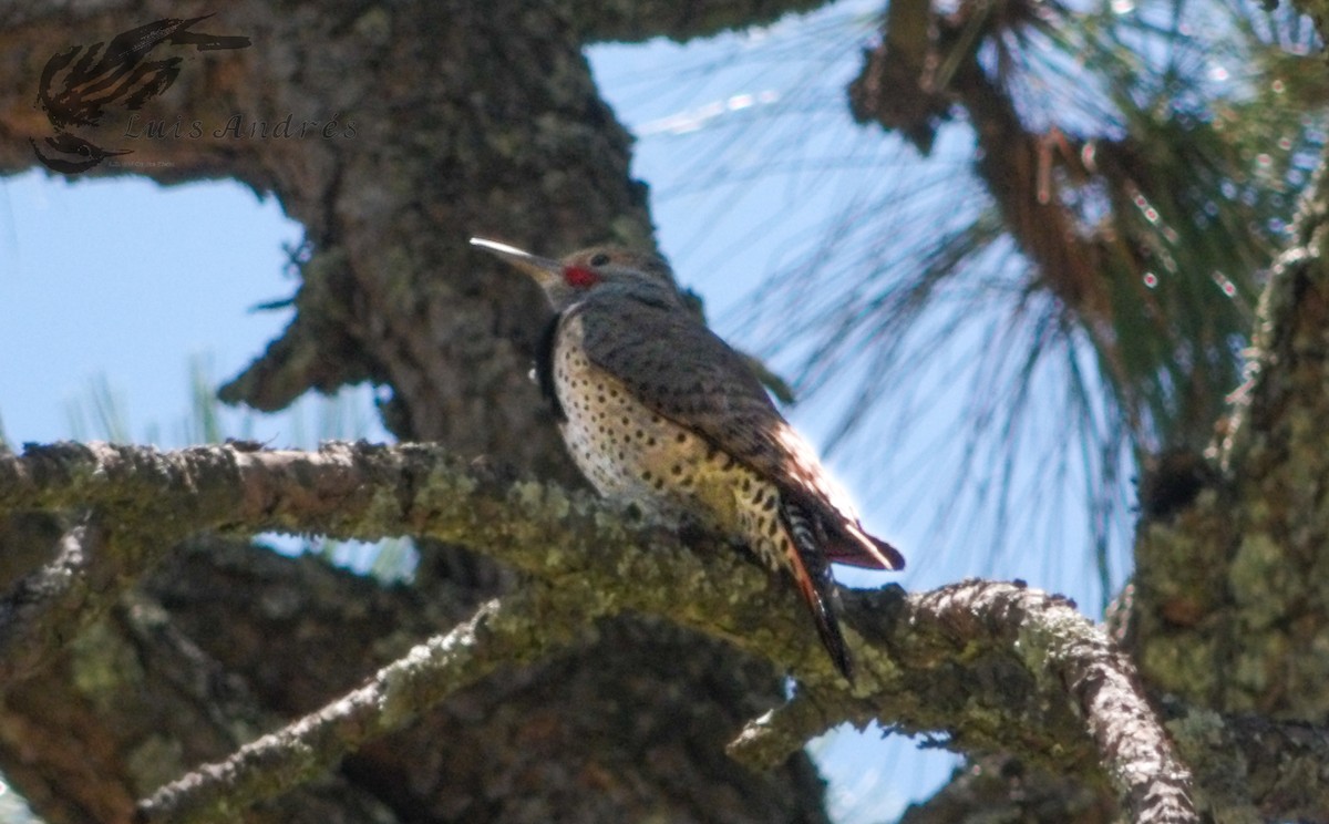 Northern Flicker (Red-shafted) - ML620586971