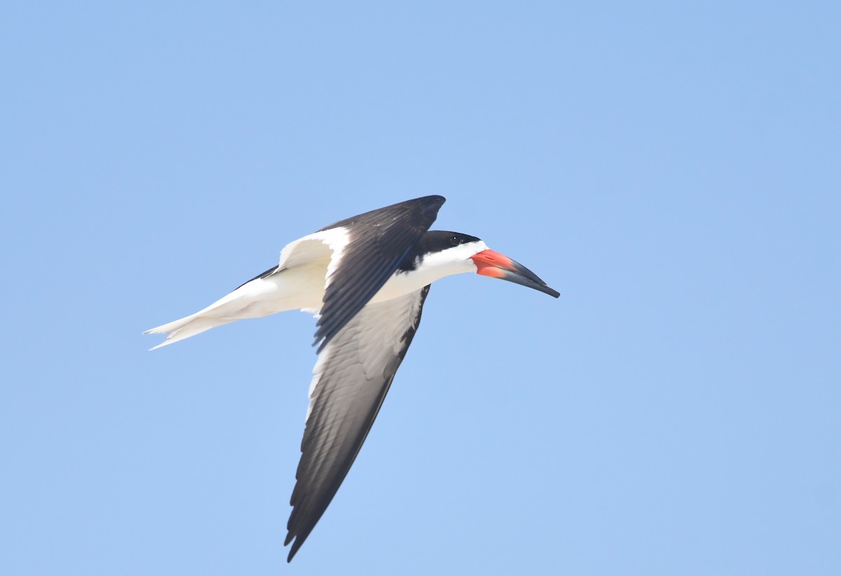 Black Skimmer - ML620586976