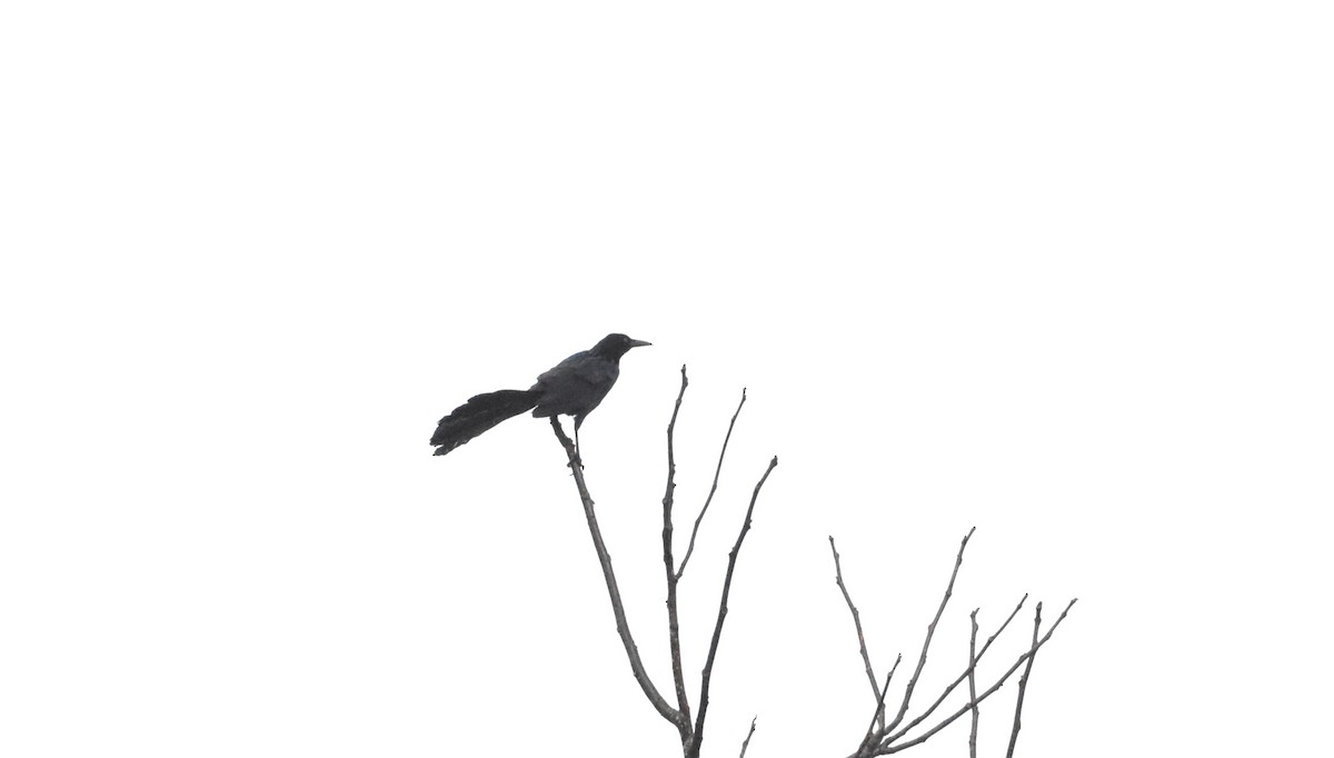 Great-tailed Grackle - ML620586980