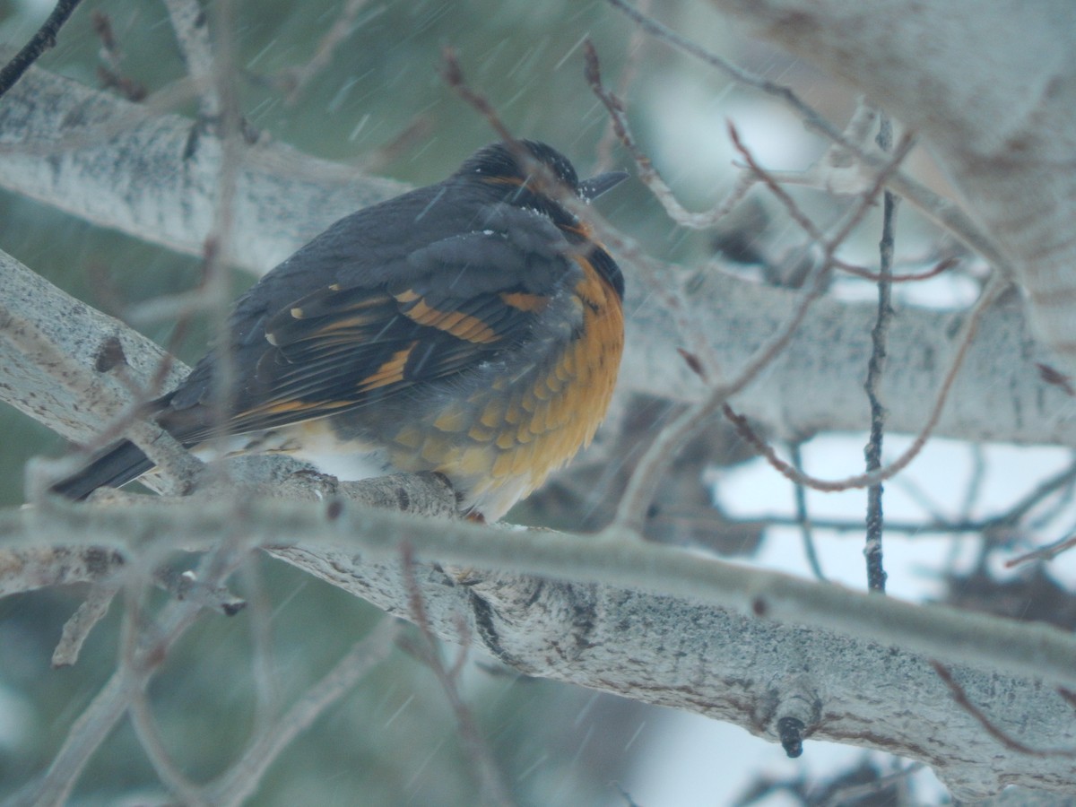 Varied Thrush - ML620586983