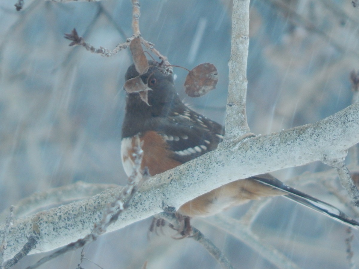 Spotted Towhee - Robin Haight