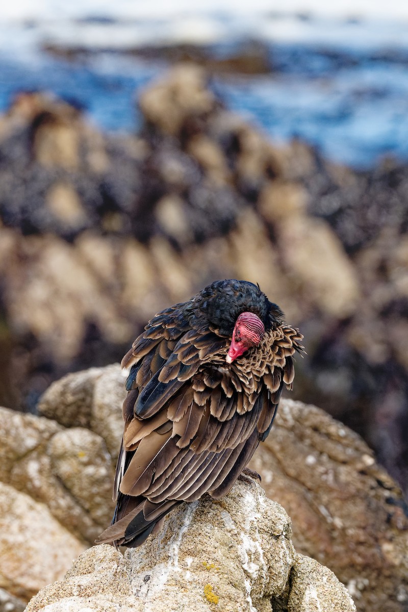 Turkey Vulture - ML620586991