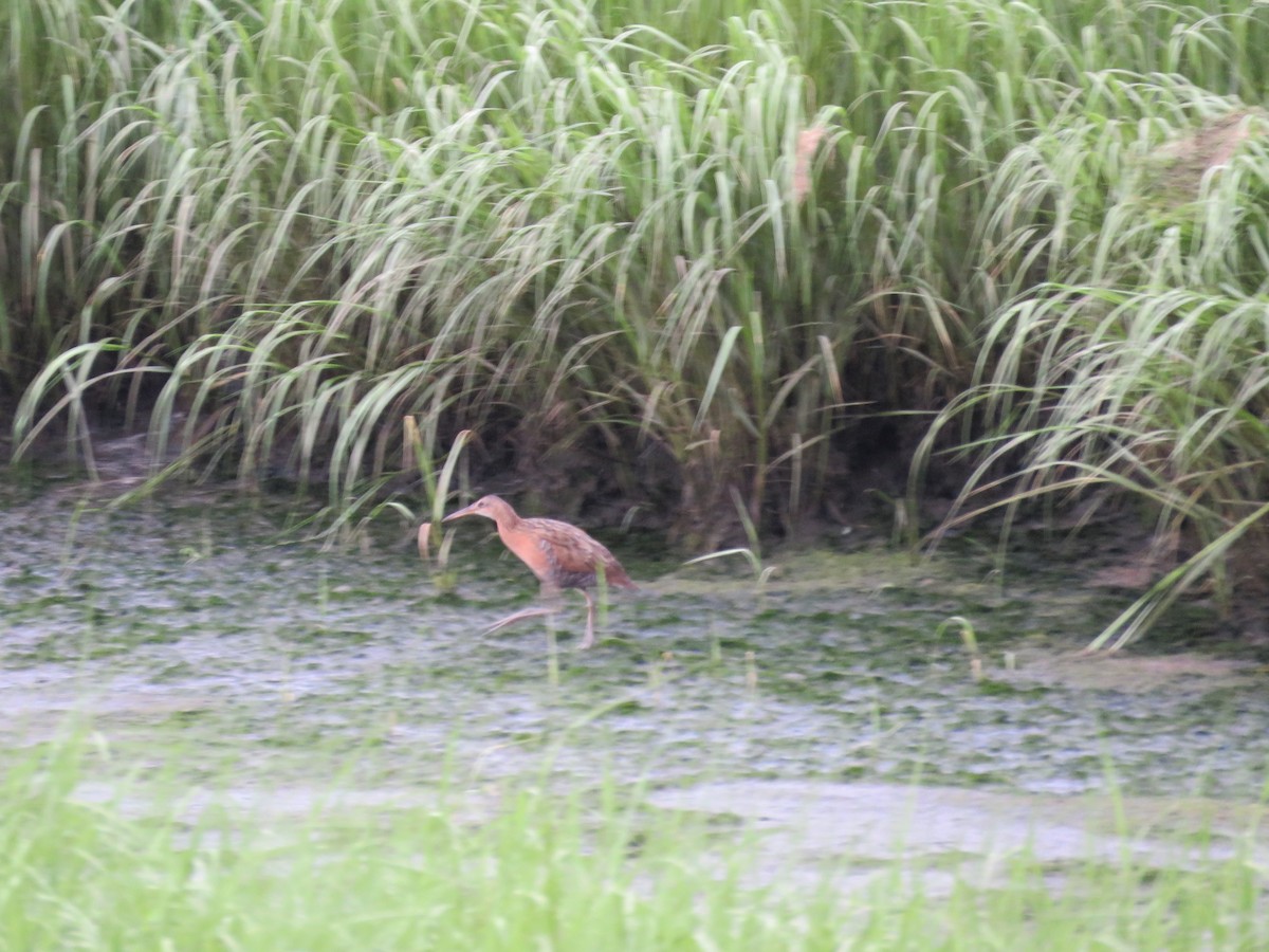 eBird Checklist - 18 Jun 2024 - Parker River NWR - 55 species