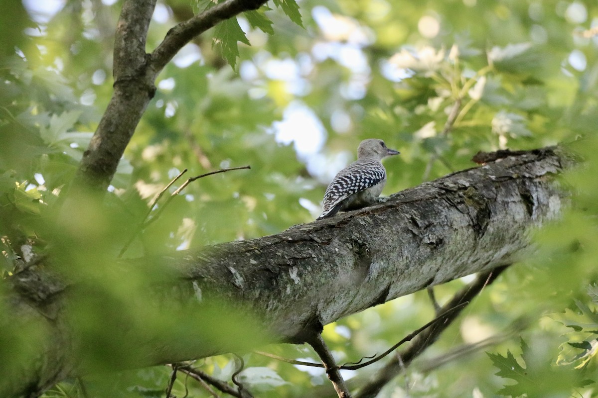 Red-bellied Woodpecker - ML620587005