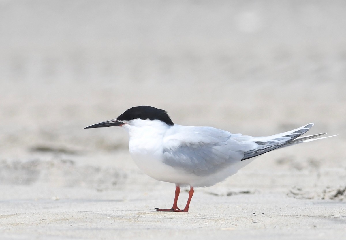 Roseate Tern - Peter Paul