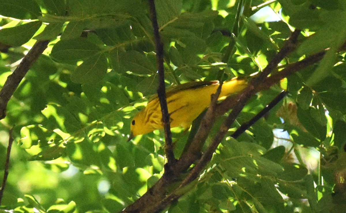 Yellow Warbler (Mangrove) - ML620587019