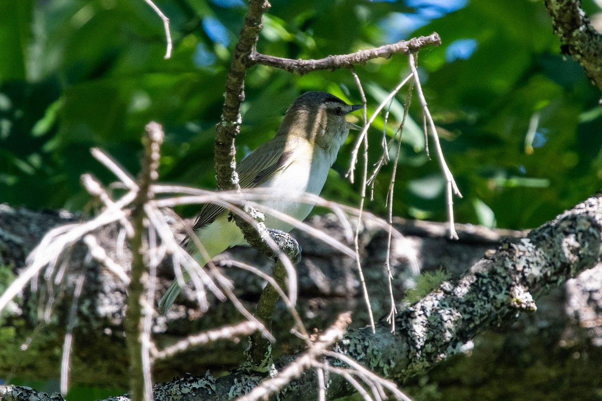 Red-eyed Vireo - Ted Kavanagh