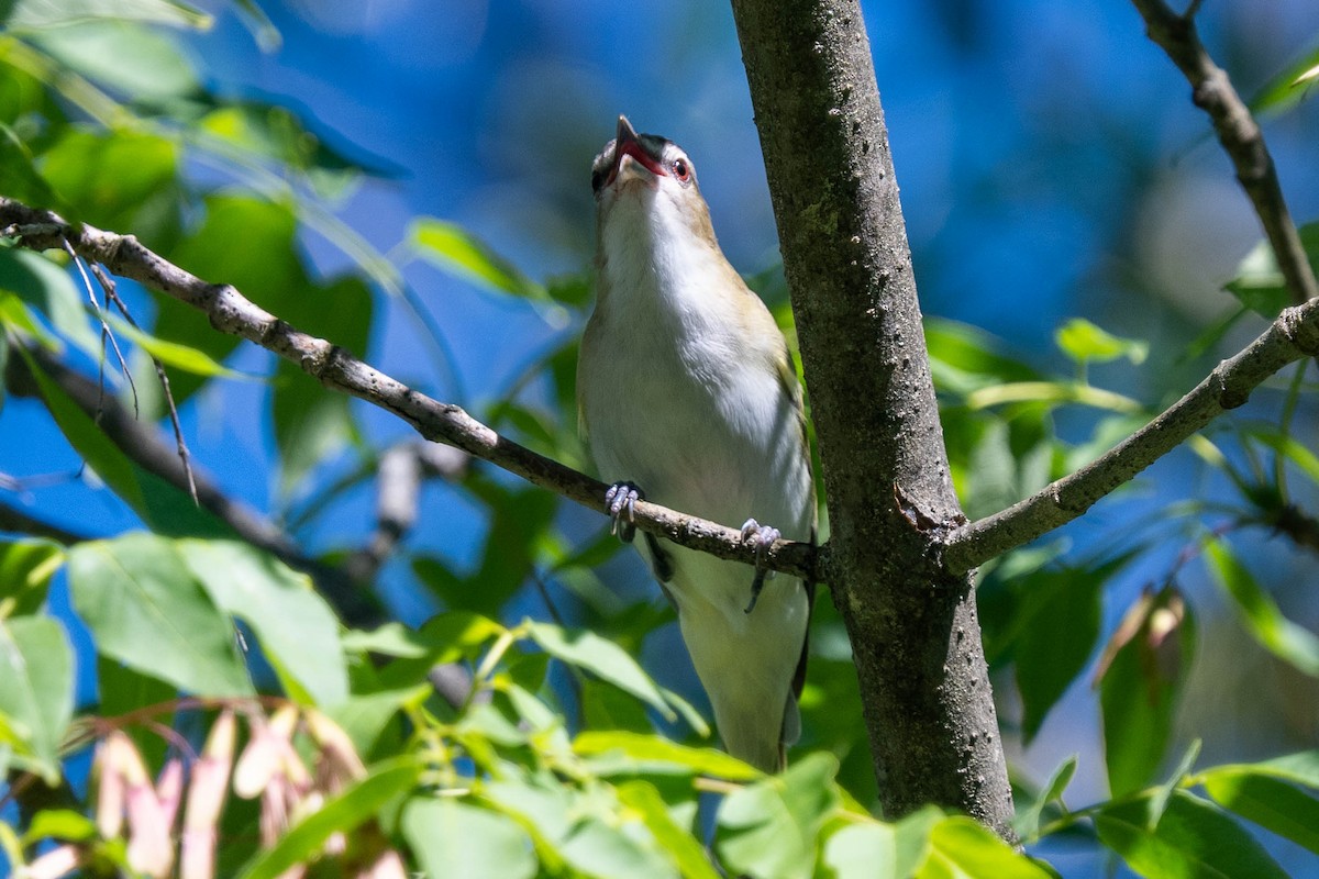 rødøyevireo - ML620587027