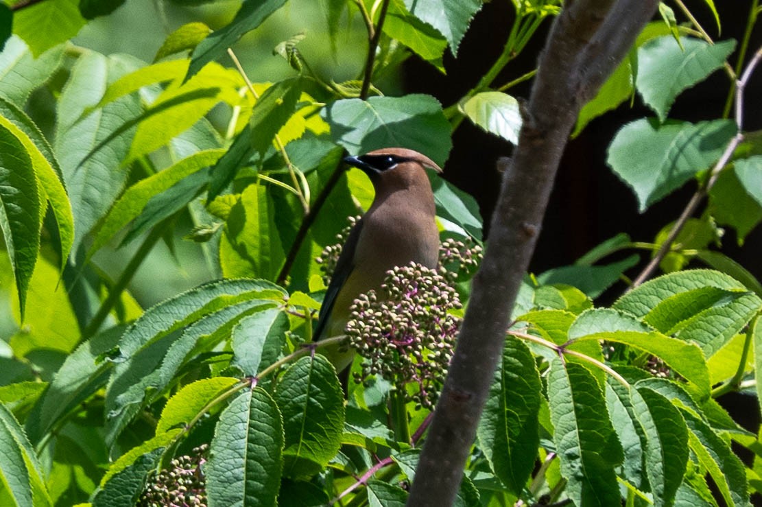 Cedar Waxwing - ML620587036