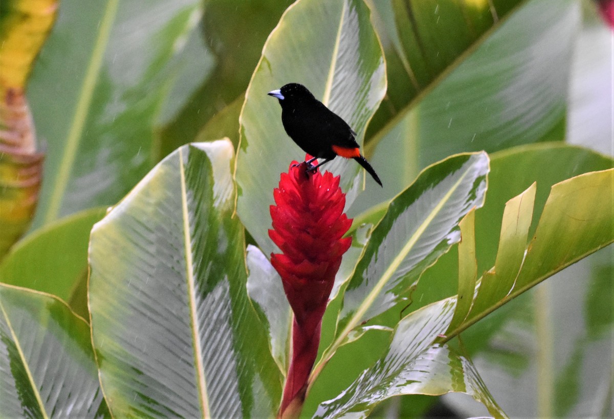 Scarlet-rumped Tanager - ML620587037