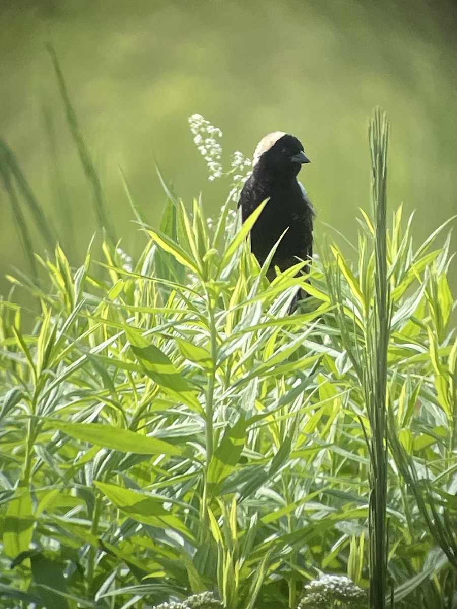 bobolink americký - ML620587041