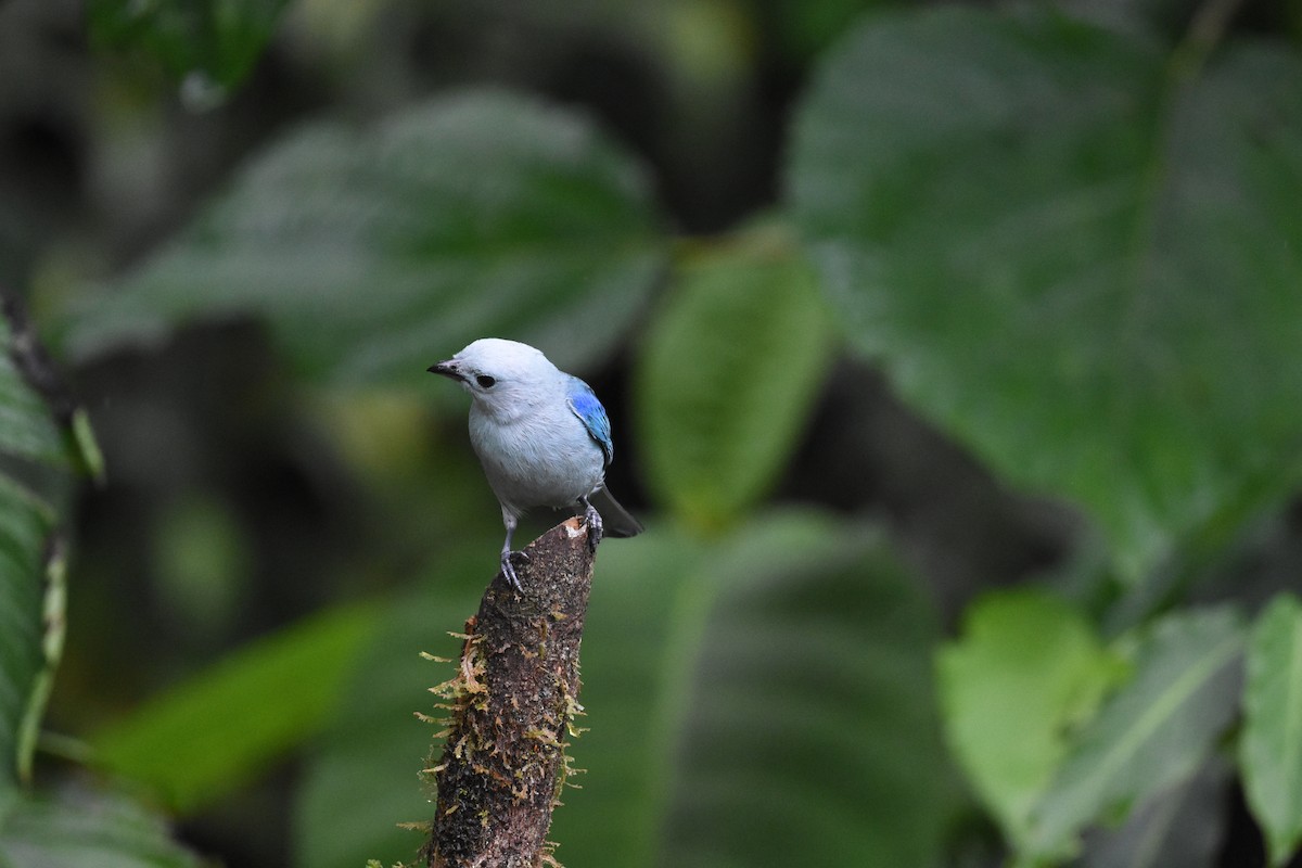 Blue-gray Tanager - ML620587046