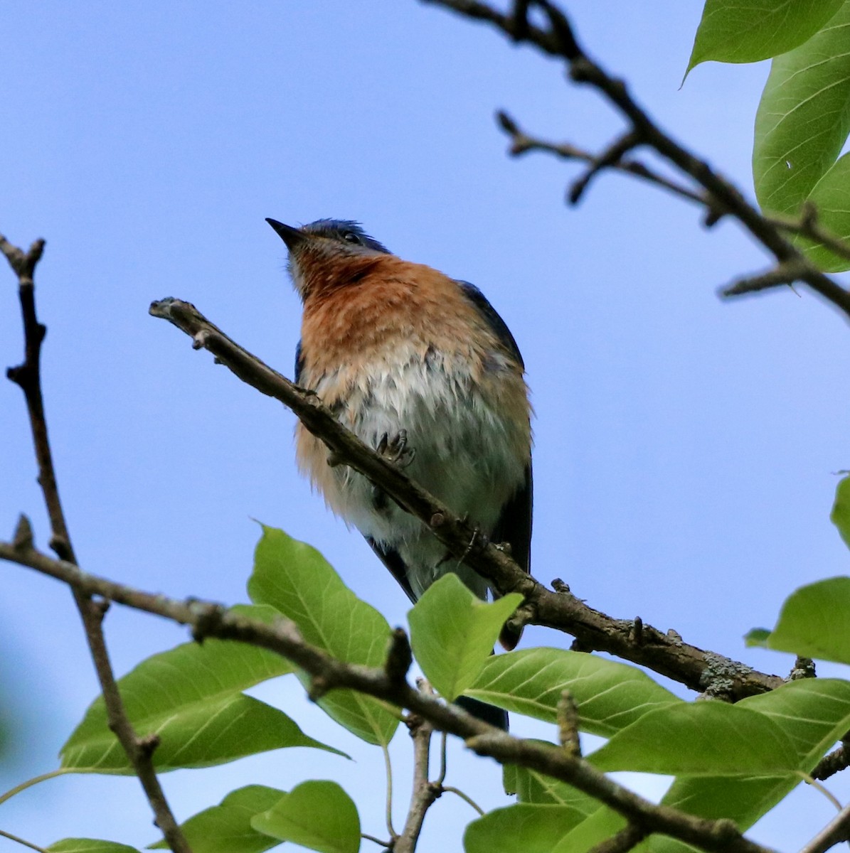 Eastern Bluebird - ML620587047