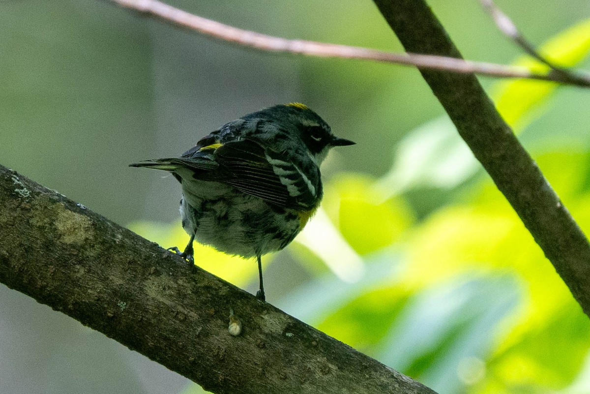 Yellow-rumped Warbler - ML620587054