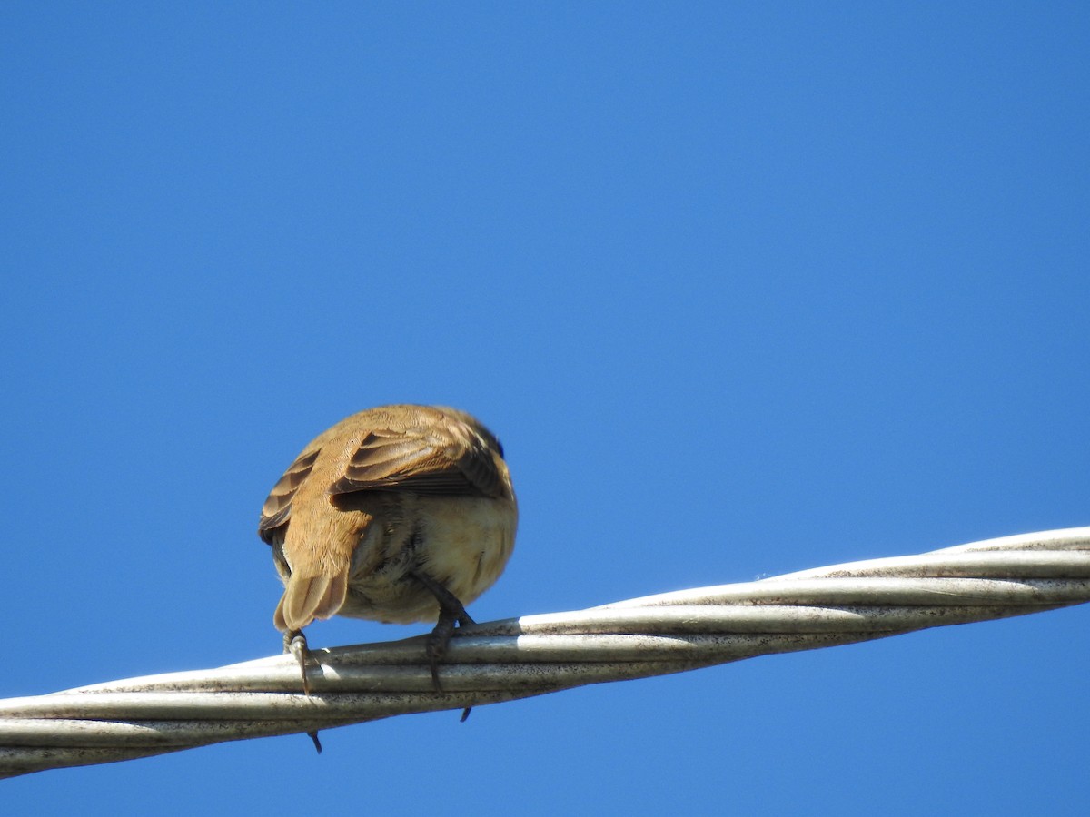 Chestnut-breasted Munia - ML620587056