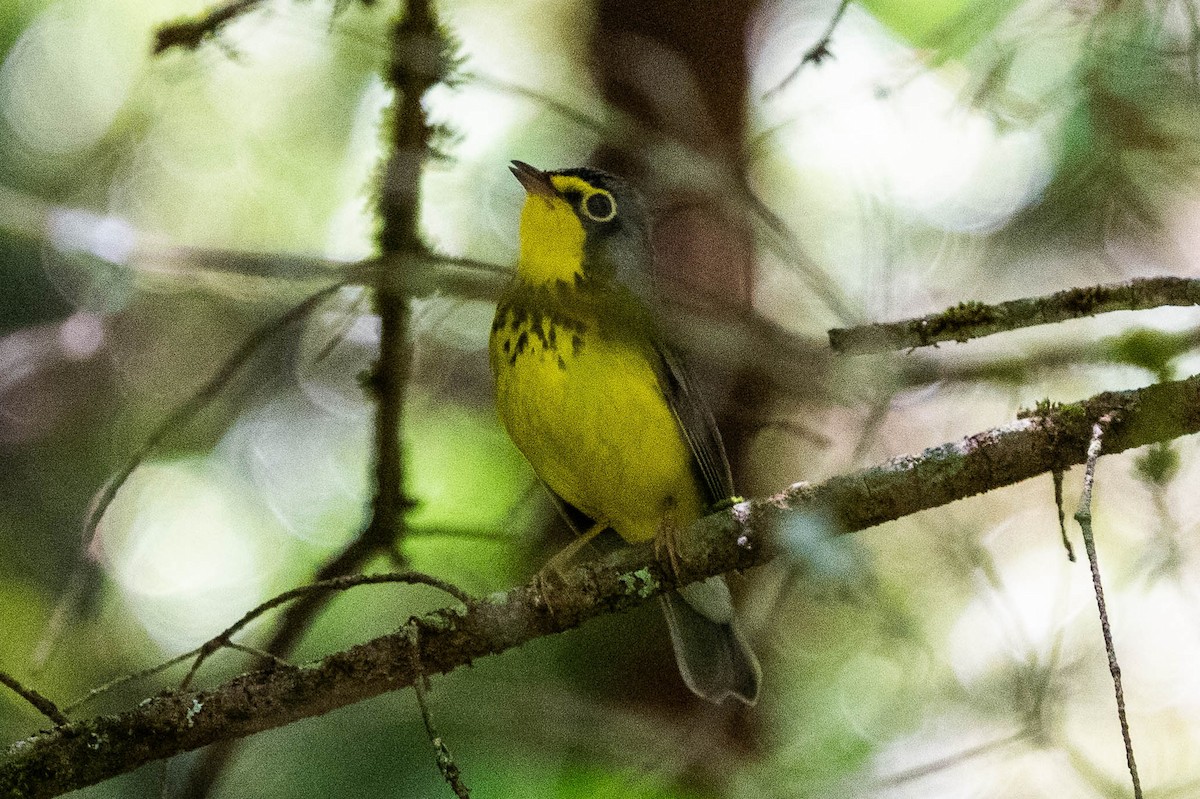 Canada Warbler - ML620587057