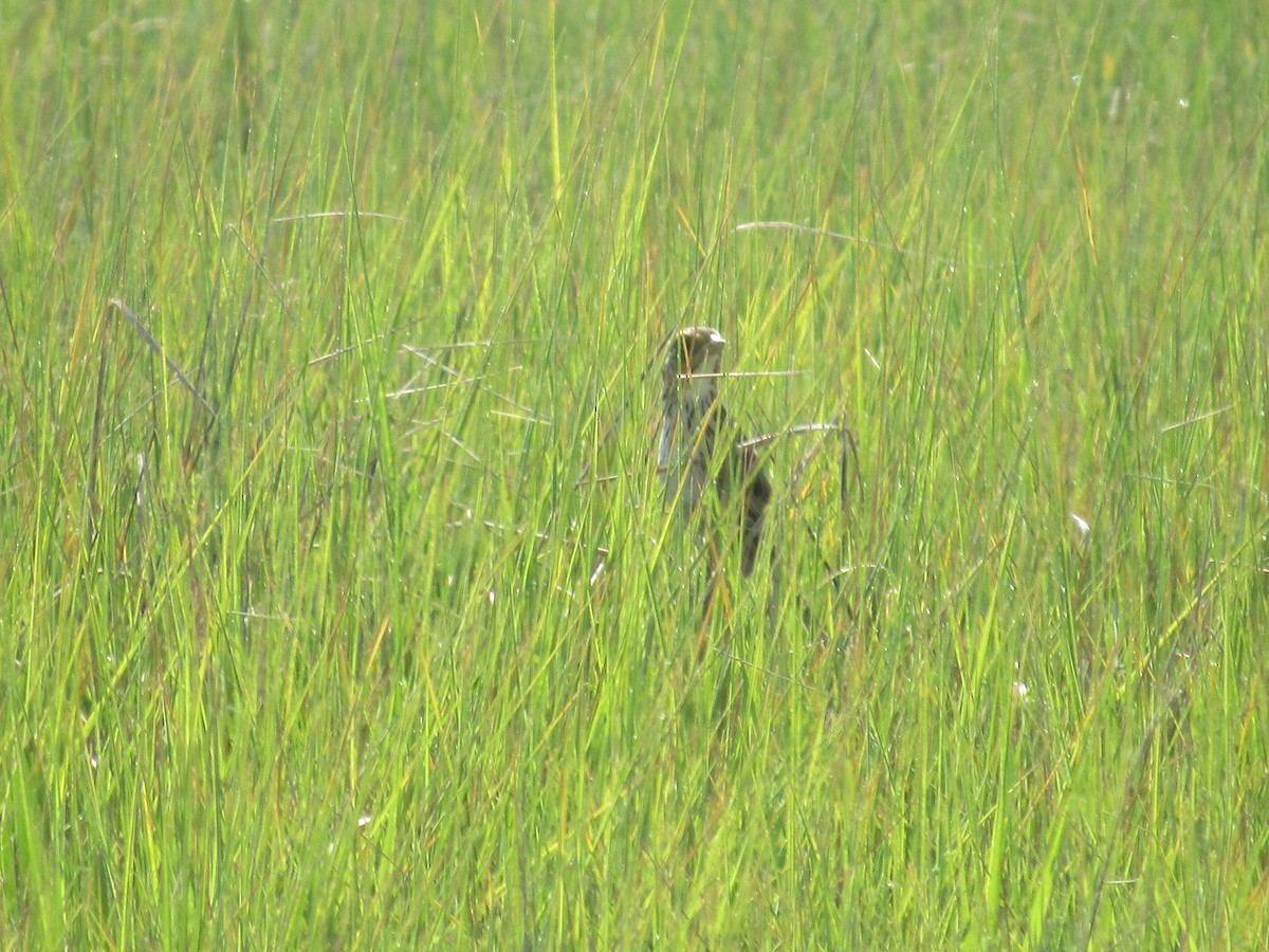 Bruant à queue aiguë - ML620587058