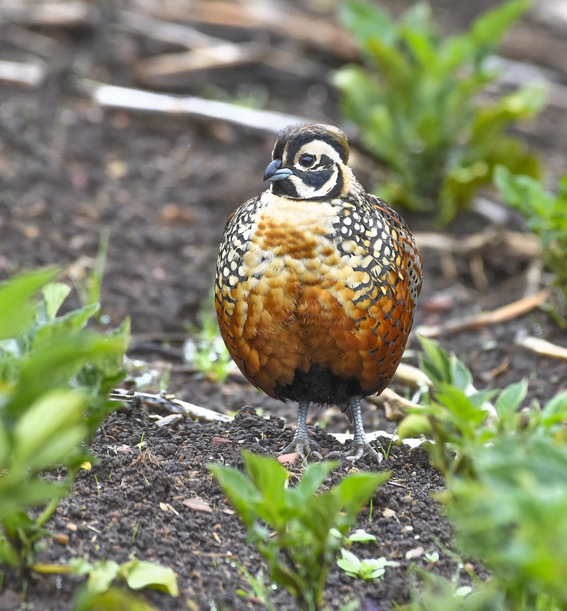 Ocellated Quail - ML620587062