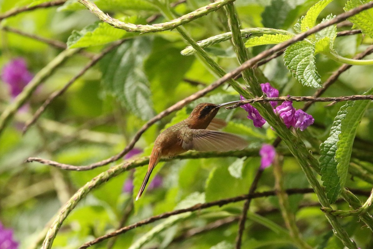 Пестрогорлый колибри-отшельник - ML620587067