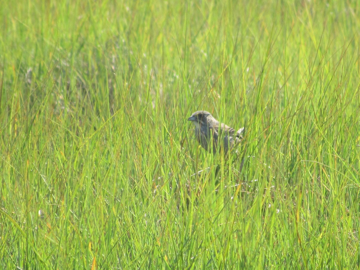 Seaside Sparrow - ML620587071