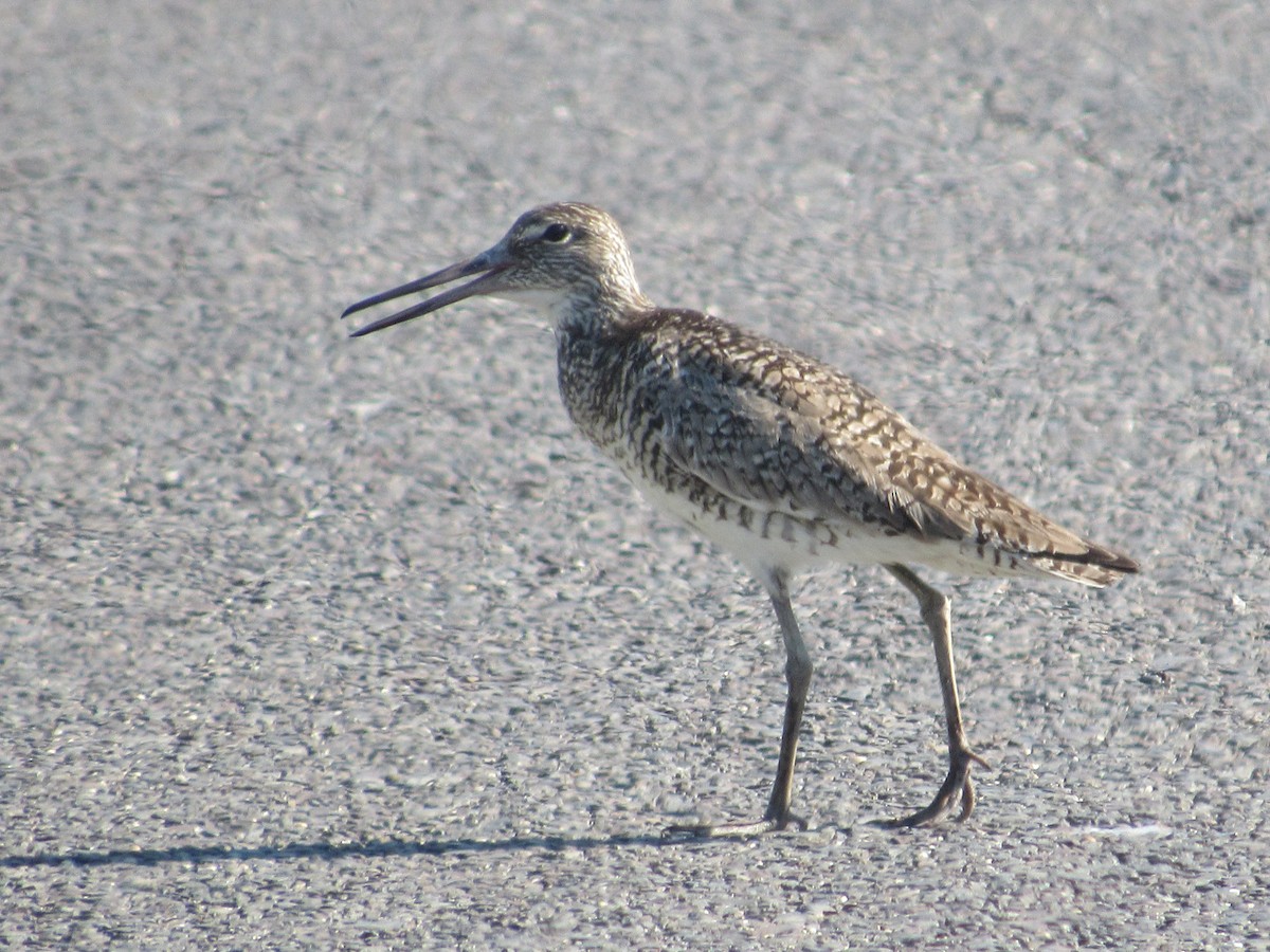 Willet - ML620587076