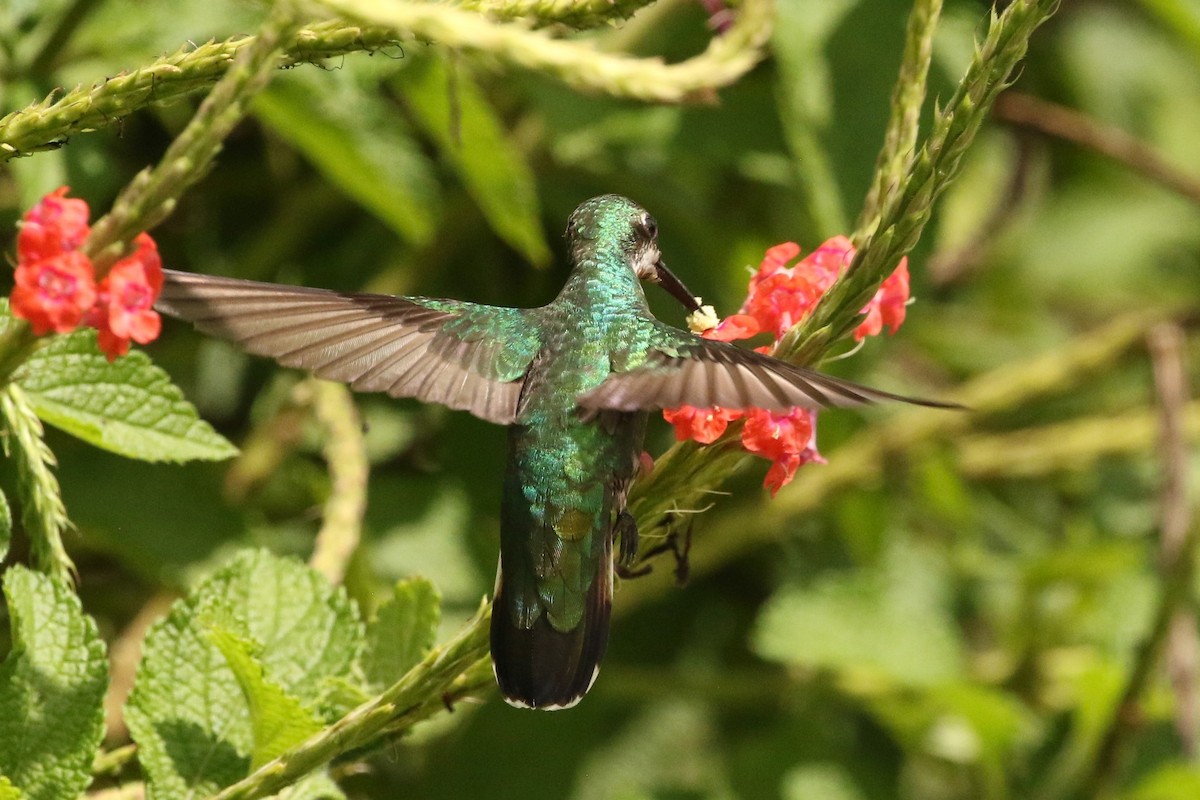 Green-breasted Mango - ML620587077