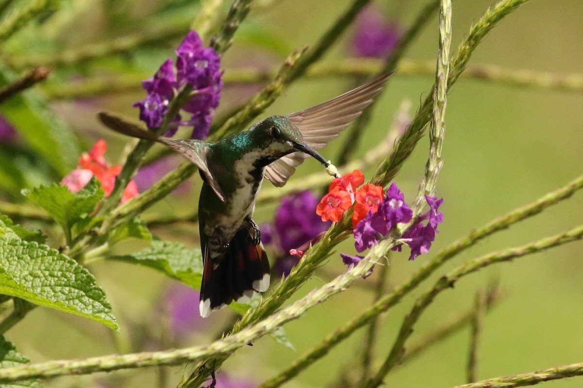 Green-breasted Mango - ML620587078