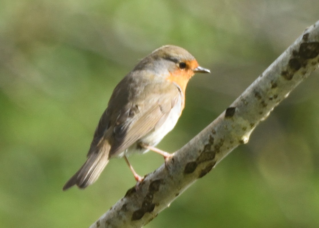 European Robin - ML620587081