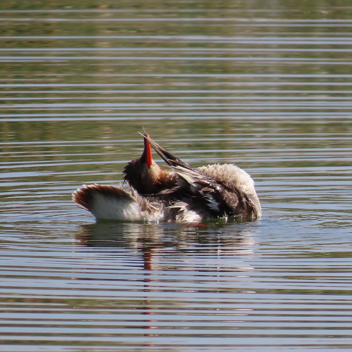 Red-breasted Merganser - ML620587093