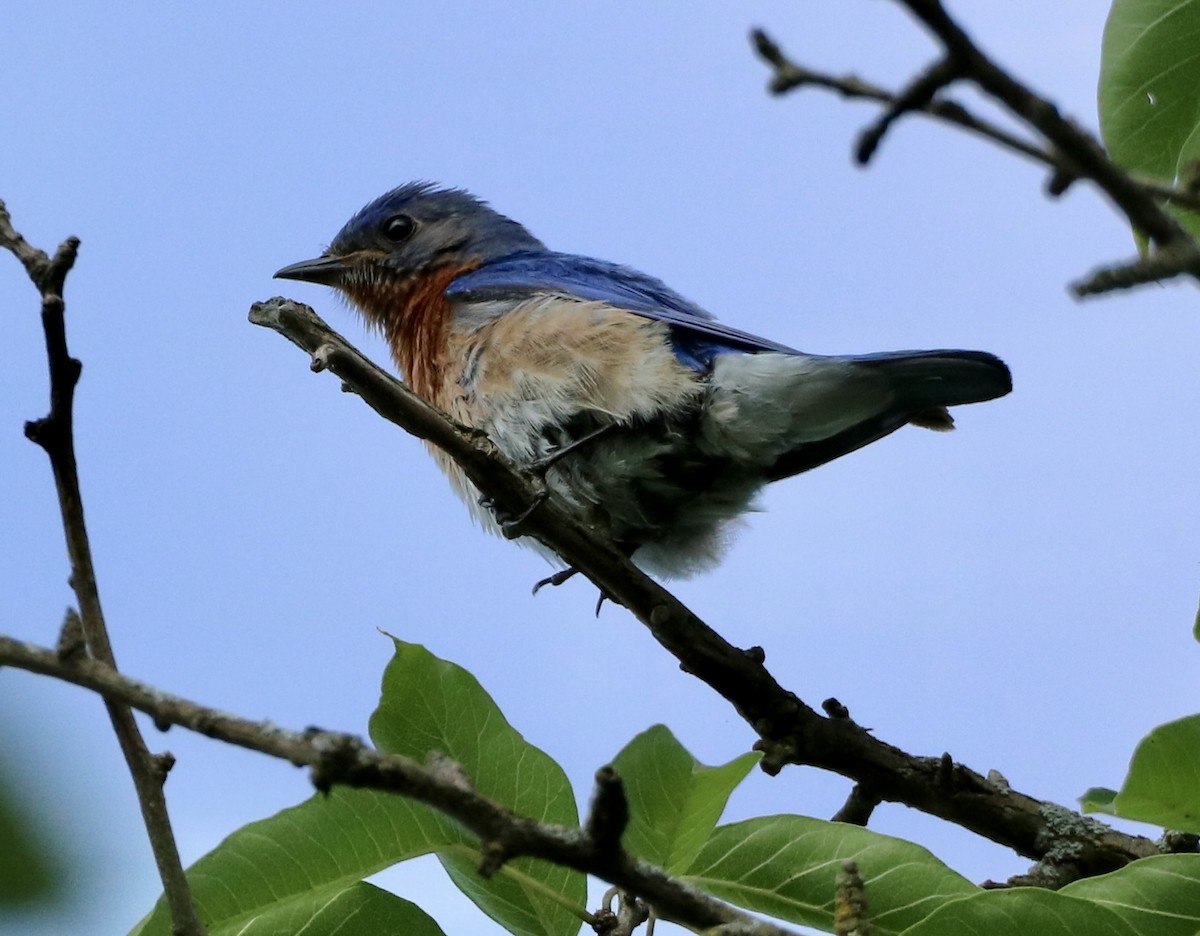 Eastern Bluebird - ML620587097