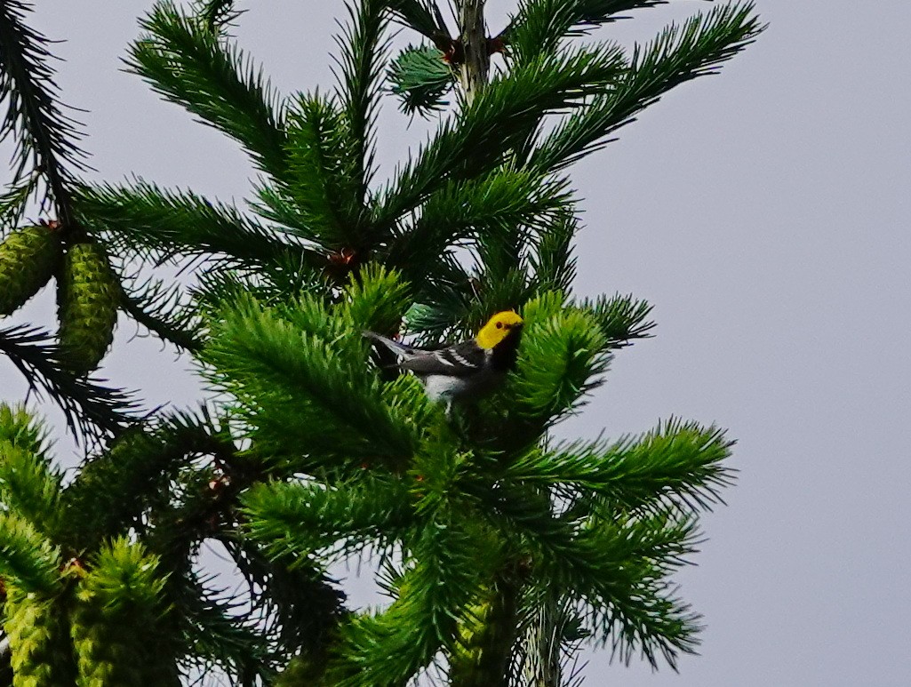 Paruline à tête jaune - ML620587098