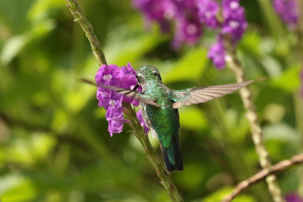 Gartensmaragdkolibri - ML620587102