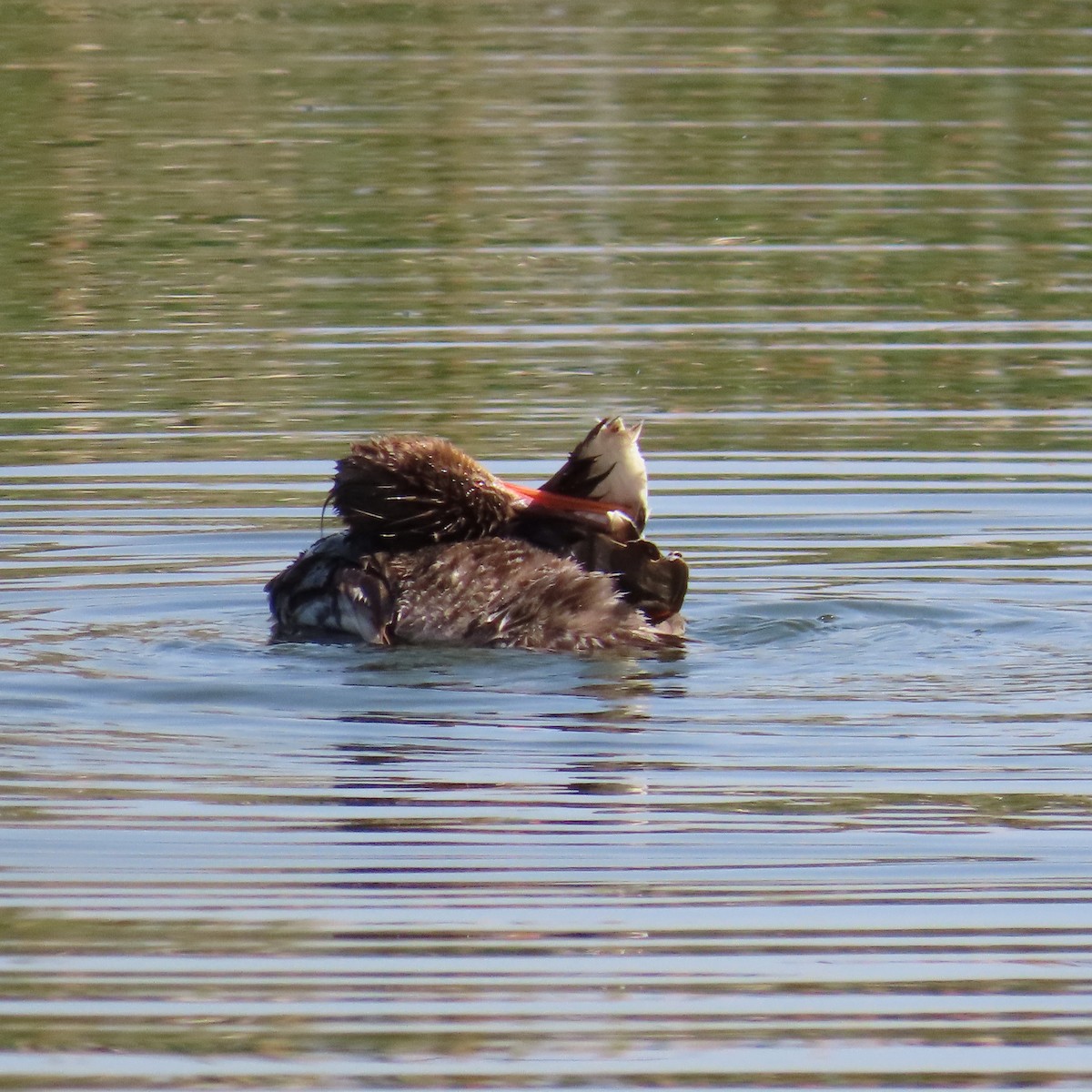 Red-breasted Merganser - ML620587104