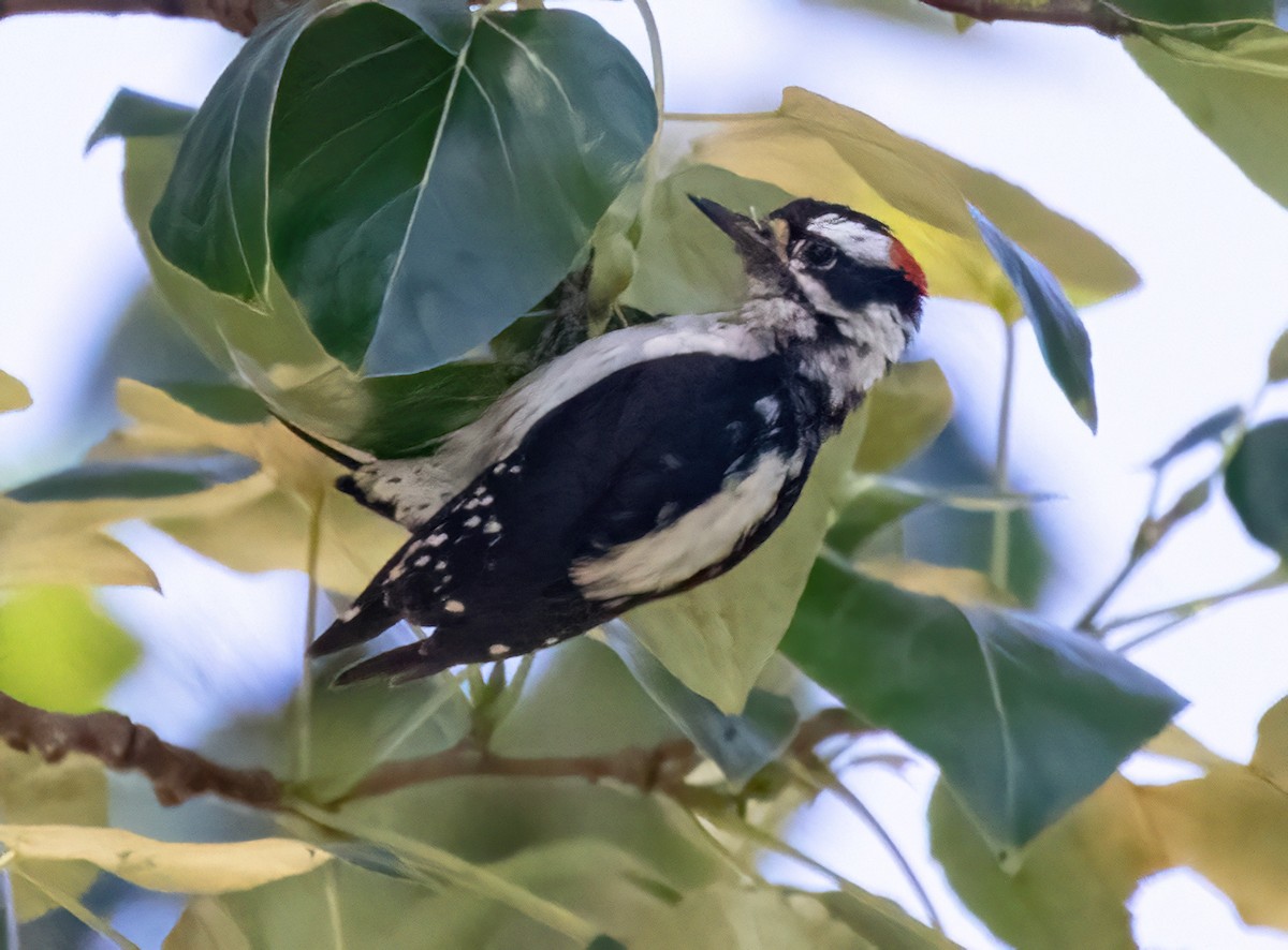 Downy Woodpecker - ML620587106