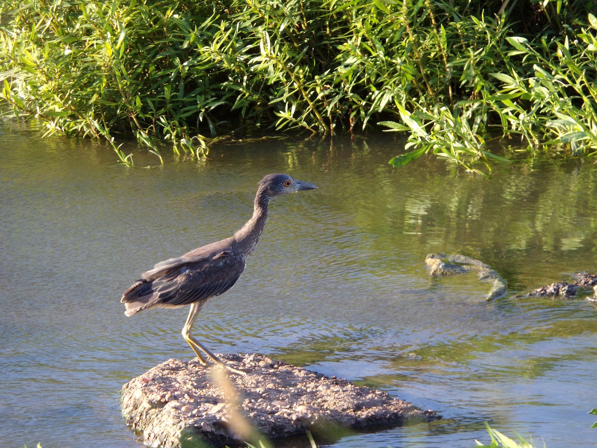 Yellow-crowned Night Heron - ML620587111