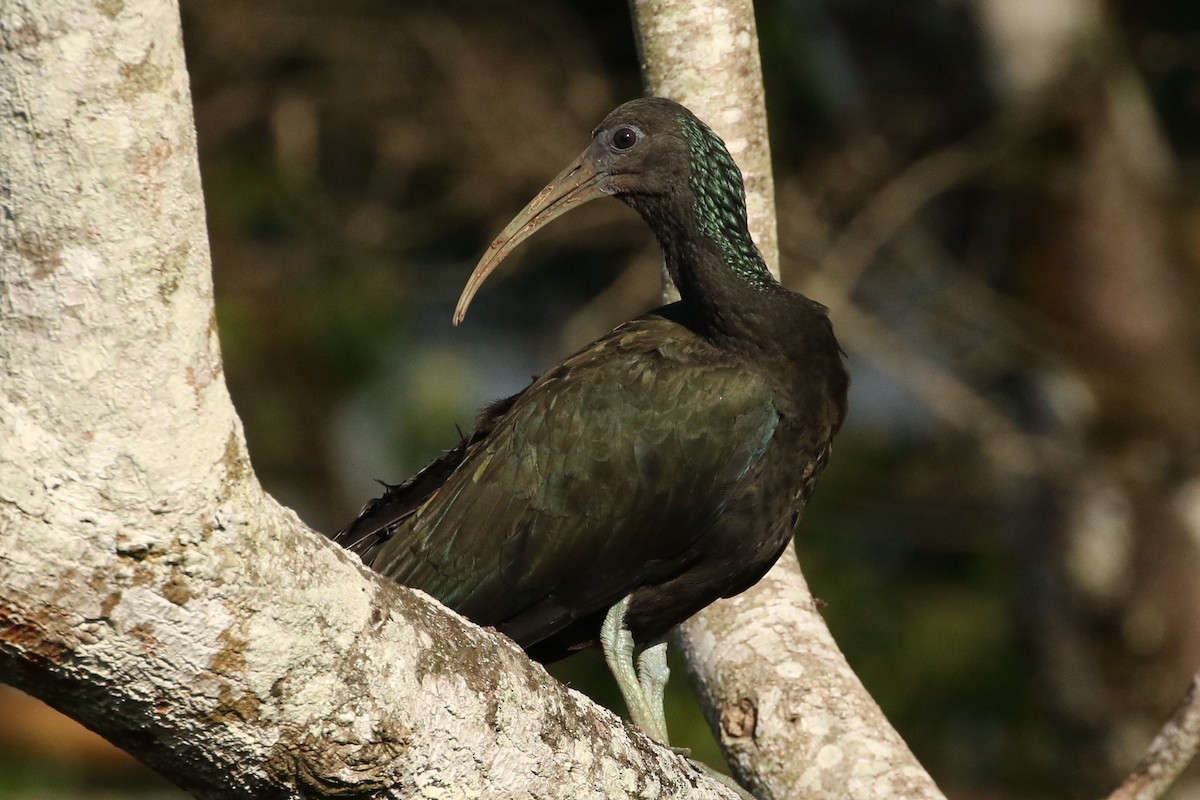 Green Ibis - ML620587120