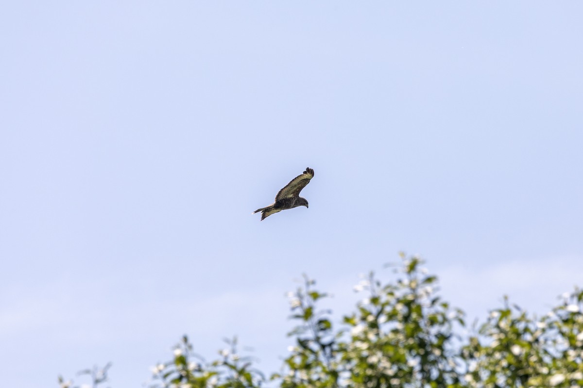 Common Buzzard - ML620587124