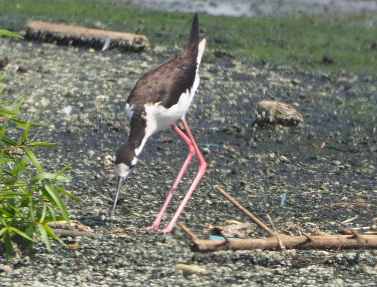 Black-necked Stilt - ML620587126