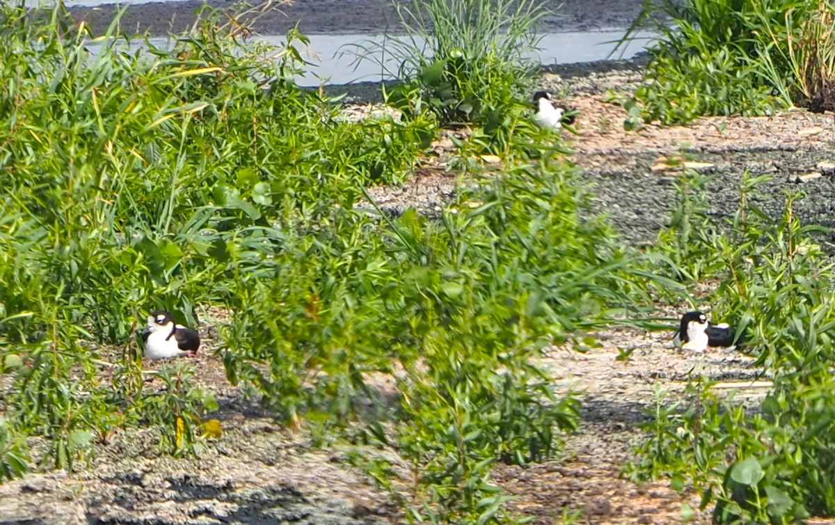 Black-necked Stilt - ML620587129