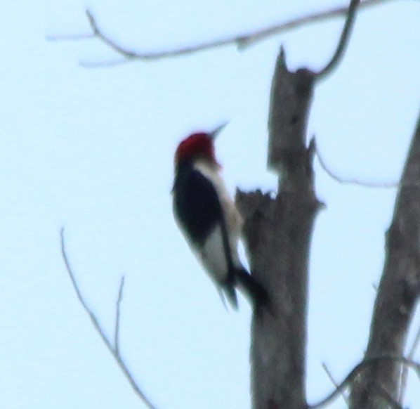 Red-headed Woodpecker - ML620587131
