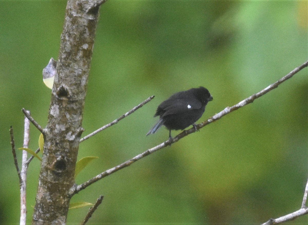 Variable Seedeater - ML620587135