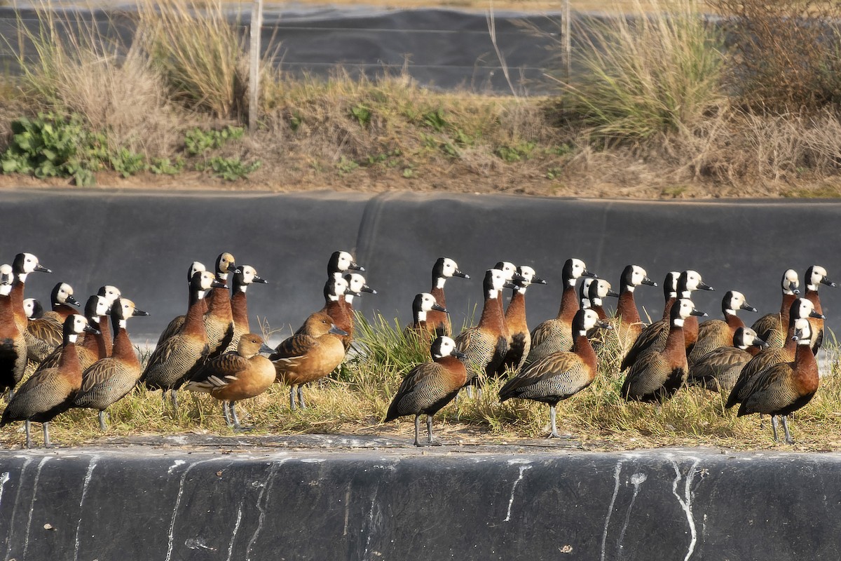 White-faced Whistling-Duck - ML620587137