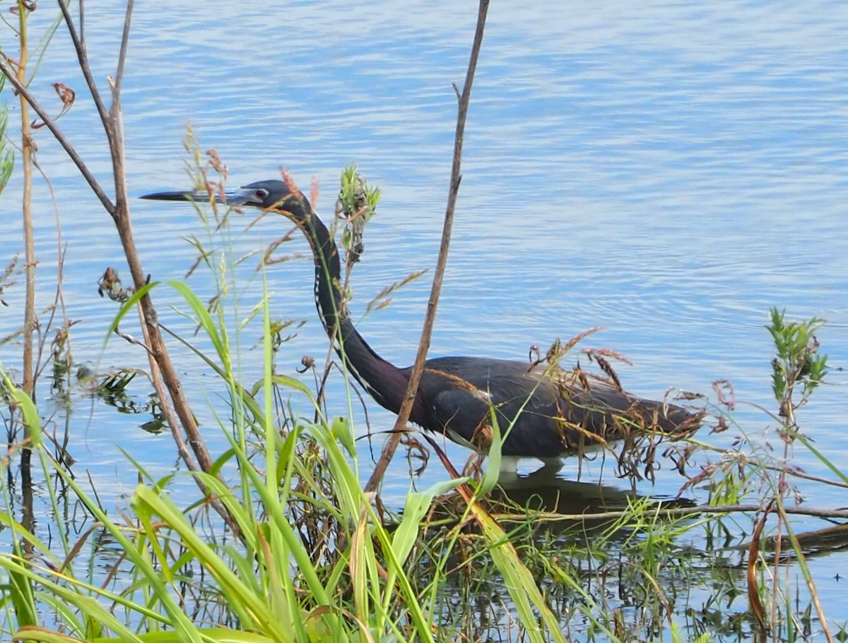 Tricolored Heron - ML620587144