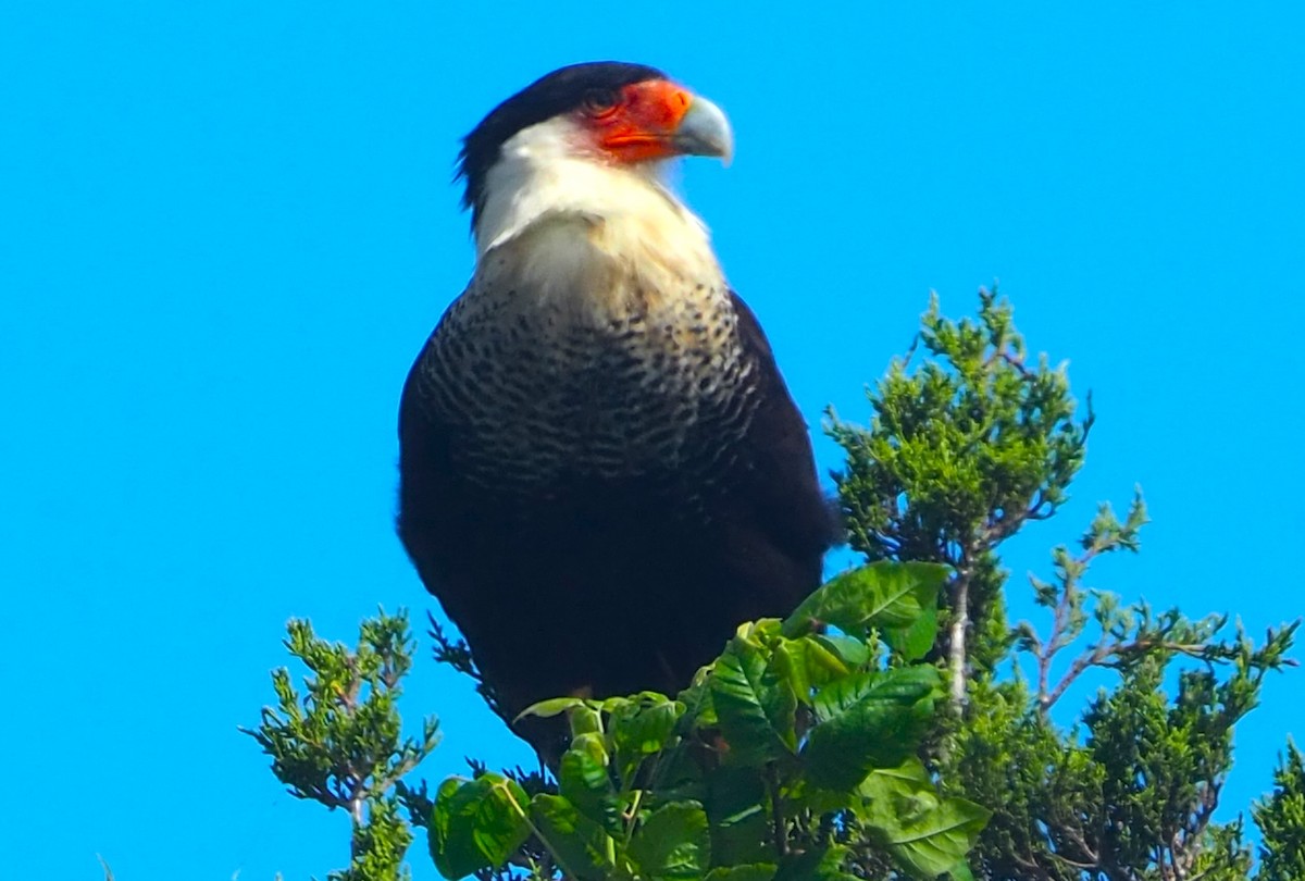 Caracara huppé - ML620587159