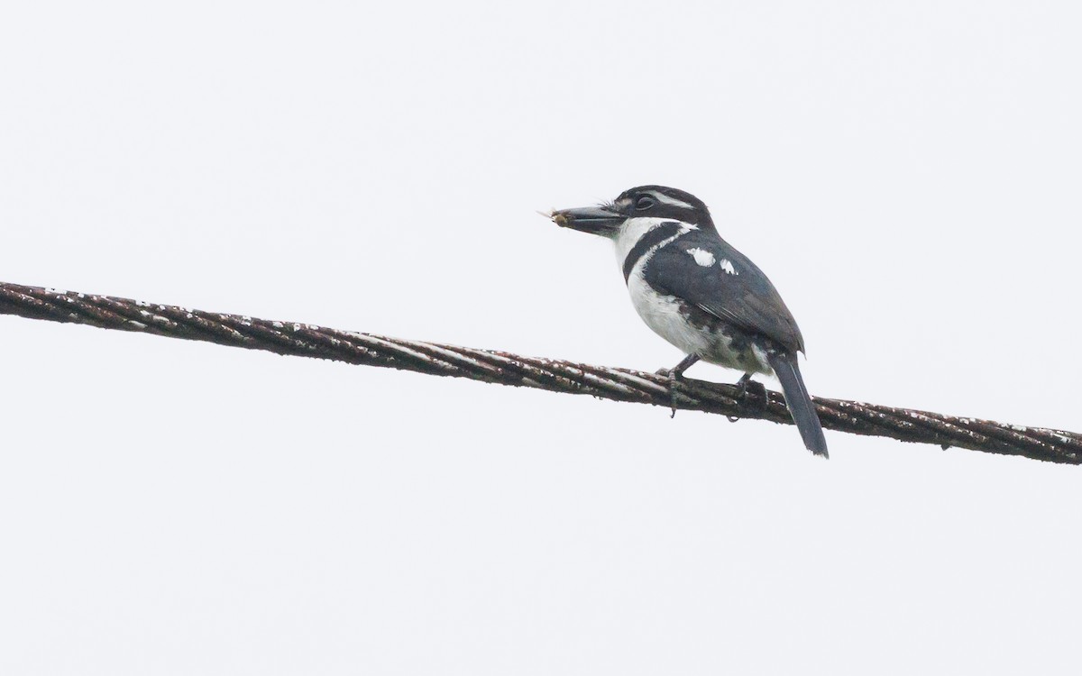 Pied Puffbird - ML620587161