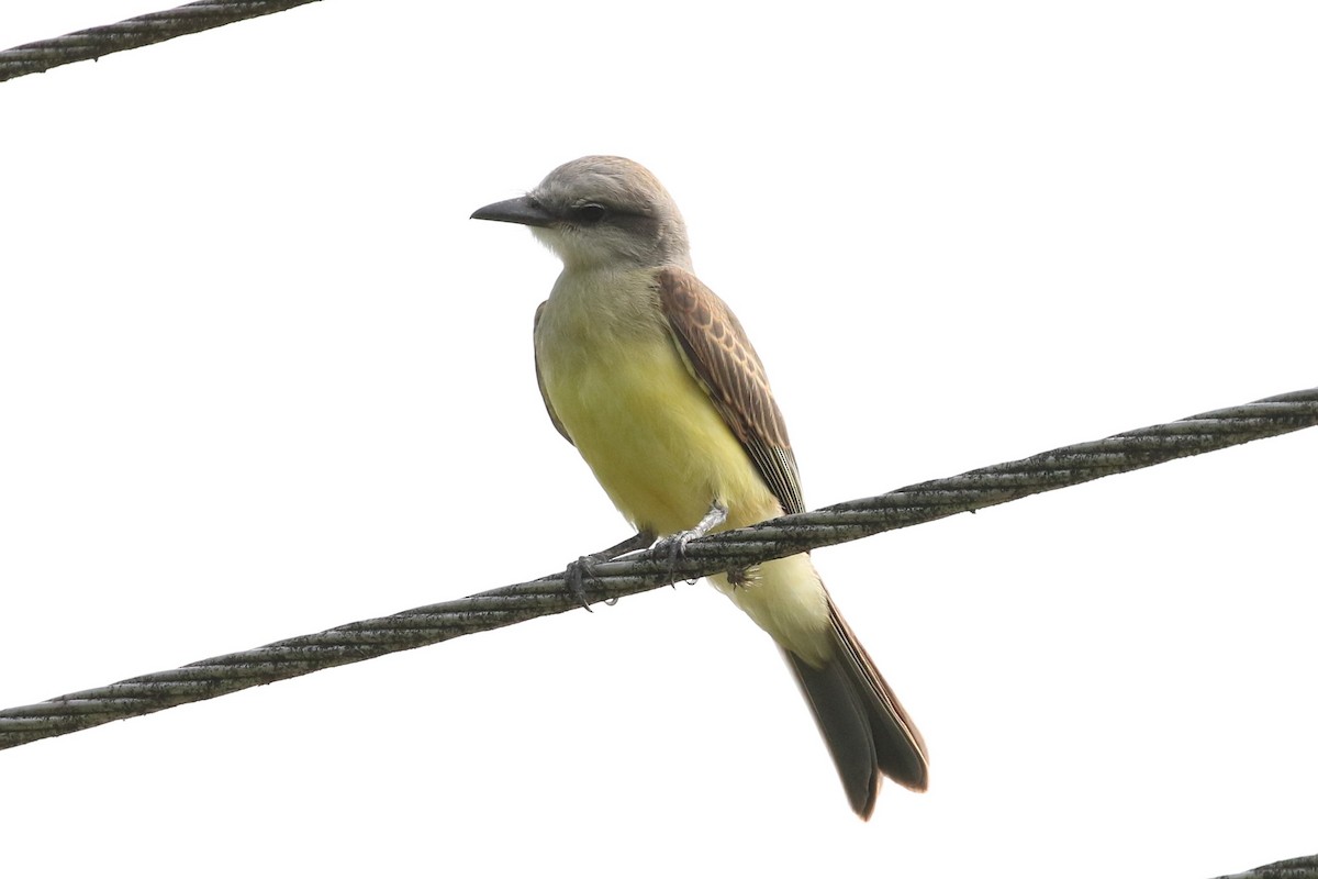 Tropical Kingbird - ML620587163